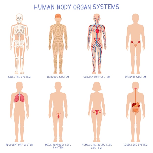 Cartoon Human Body Organs Systems  Anatomical Biol 12481207