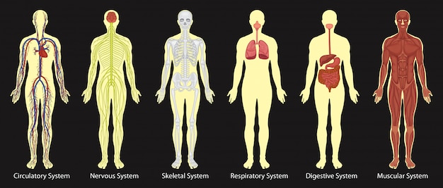 Diagram Of Systems In Human Body 2480947