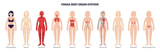 Female Body Organ System Set With Isolated Women B 31756191