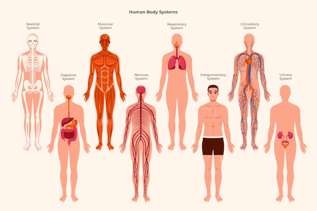 Flat Human Body Organ Systems Collection With Orga 134291112