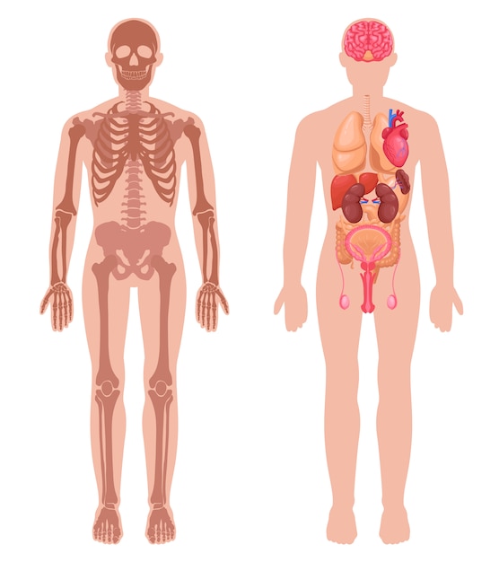 Human Anatomy Set 6168563