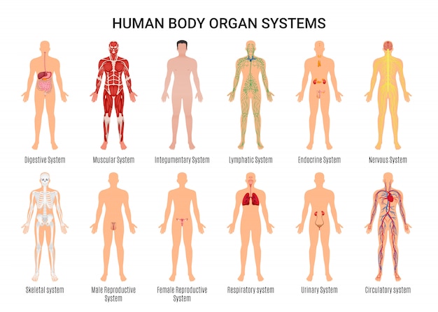 Human Body Organ Systems Character Poster 6168811