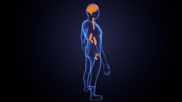 Human Nervous System Depiction Brain Spinal Cord A 420962635