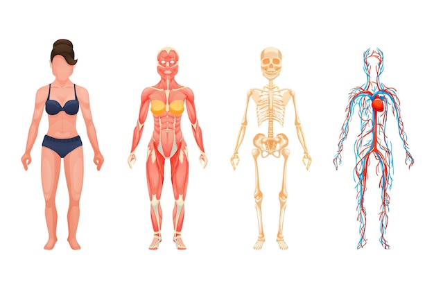 Human Body Anatomy Woman Visual Scheme Circulatory 78087946
