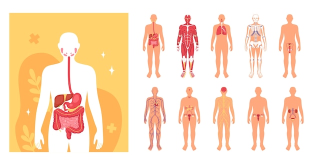 Human Body And Organs Illustrations In Flat Design 134312014