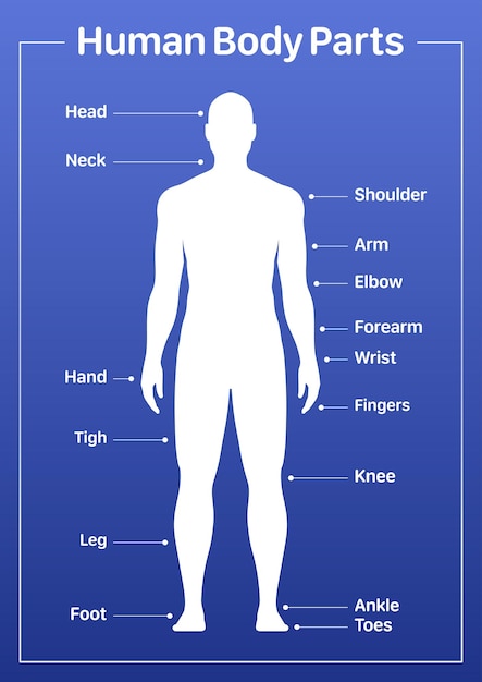 Human Body Parts Medical Diagram With Male Model V 83167985
