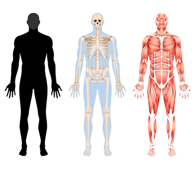 Human Body Skeleton And Muscular System Illustrati 11693165
