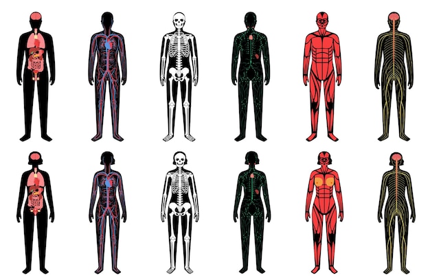 Human Body Systems 30837438