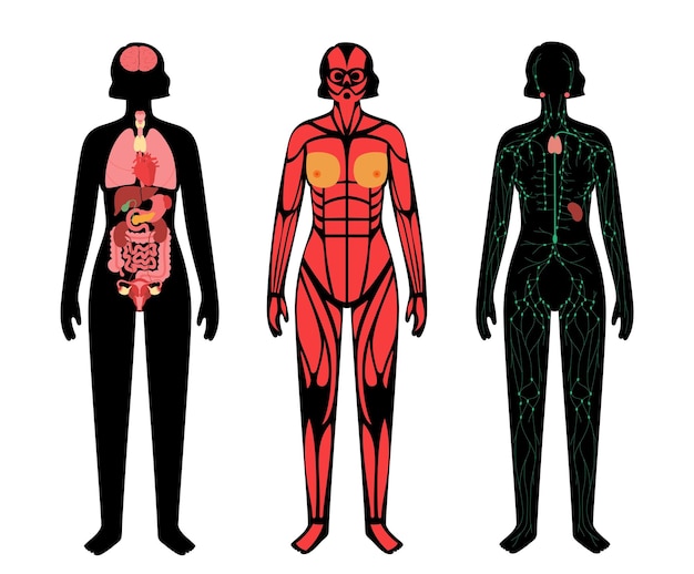 Human Body Systems 37947645