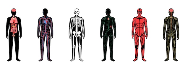 Human Body Systems 37947680