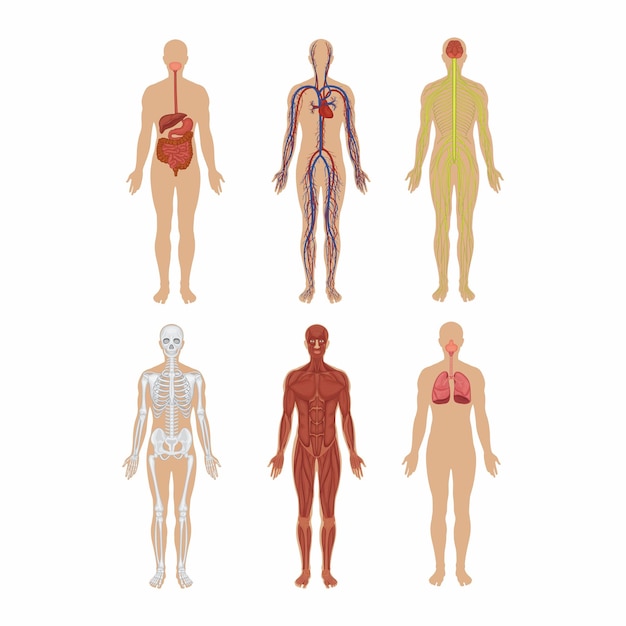 Illustration Of Human Body Systems Including Nervo 415771291
