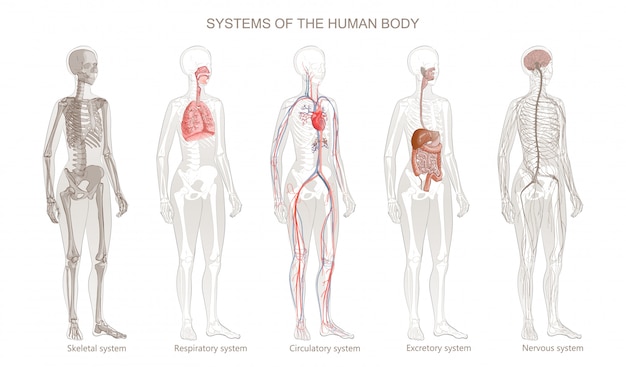 Illustration Of Human Body Systems  Circulatory  S 9232143