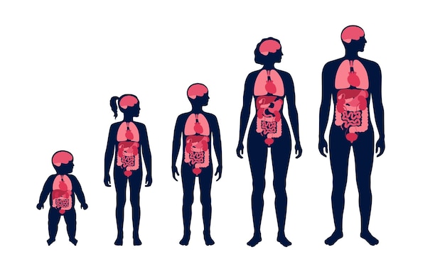 Internal Organs In The Human Body 423124502