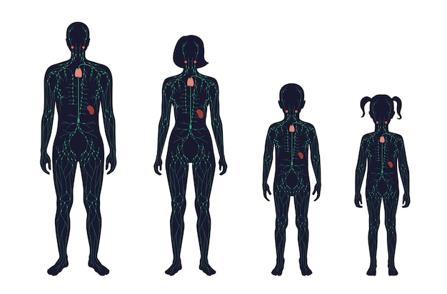 LymphaticSystem 30837600