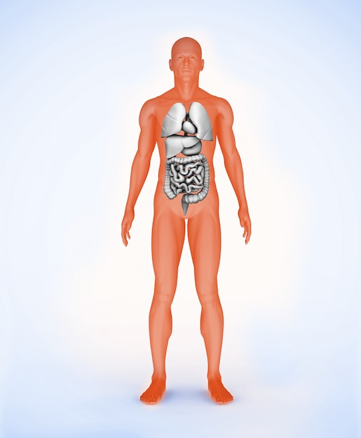Orange Digital Figure With Organs 2559044