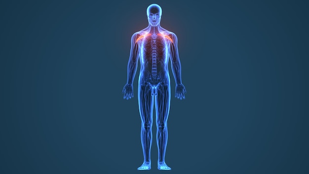 Human Skeleton Spineribskneefemur And Carpals Anat 99184359