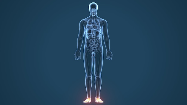 Human Skeleton Spineribskneefemur And Carpals Anat 99185060